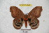  ( - BC-RBP 4041)  @13 [ ] Copyright (2010) Unspecified Research Collection of Ron Brechlin