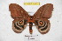  ( - BC-RBP 4043)  @13 [ ] Copyright (2010) Unspecified Research Collection of Ron Brechlin