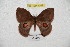  ( - BC-RBP 4052)  @13 [ ] Copyright (2010) Unspecified Research Collection of Ron Brechlin