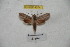  ( - BC-RBP 4074)  @11 [ ] Copyright (2010) Unspecified Research Collection of Ron Brechlin