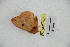  ( - BC-RBP 4096)  @12 [ ] Copyright (2010) Unspecified Research Collection of Ron Brechlin