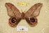  ( - BC-RBP 4121)  @13 [ ] Copyright (2010) Unspecified Research Collection of Ron Brechlin