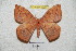  ( - BC-RBP 4220)  @11 [ ] Copyright (2010) Unspecified Research Collection of Ron Brechlin