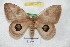  ( - BC-RBP 4335)  @13 [ ] Copyright (2010) Unspecified Research Collection of Ron Brechlin