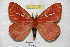  ( - BC-RBP 4346)  @11 [ ] Copyright (2010) Unspecified Research Collection of Ron Brechlin