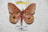  ( - BC-RBP 4375)  @13 [ ] Copyright (2010) Unspecified Research Collection of Ron Brechlin