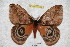  ( - BC-RBP 3489)  @12 [ ] Copyright (2010) Unspecified Research Collection of Ron Brechlin