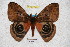 ( - BC-RBP 3497)  @11 [ ] Copyright (2010) Unspecified Research Collection of Ron Brechlin