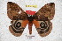  ( - BC-RBP 3498)  @13 [ ] Copyright (2010) Unspecified Research Collection of Ron Brechlin