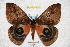 ( - BC-RBP 3499)  @11 [ ] Copyright (2010) Unspecified Research Collection of Ron Brechlin