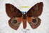  ( - BC-RBP 3501)  @13 [ ] Copyright (2010) Unspecified Research Collection of Ron Brechlin