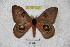  ( - BC-RBP 3533)  @14 [ ] Copyright (2010) Unspecified Research Collection of Ron Brechlin