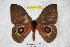  ( - BC-RBP 3557)  @14 [ ] Copyright (2010) Unspecified Research Collection of Ron Brechlin