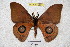  ( - BC-RBP 3561)  @13 [ ] Copyright (2010) Unspecified Research Collection of Ron Brechlin