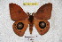  ( - BC-RBP 3562)  @14 [ ] Copyright (2010) Unspecified Research Collection of Ron Brechlin