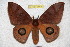  ( - BC-RBP 3563)  @14 [ ] Copyright (2010) Unspecified Research Collection of Ron Brechlin