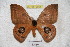  ( - BC-RBP 3564)  @13 [ ] Copyright (2010) Unspecified Research Collection of Ron Brechlin