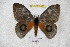  ( - BC-RBP 3565)  @11 [ ] Copyright (2010) Unspecified Research Collection of Ron Brechlin