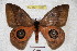  ( - BC-RBP 3608)  @11 [ ] Copyright (2010) Unspecified Research Collection of Ron Brechlin