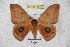  (Automeris fieldi cinctinicaraguana - BC-RBP 3618)  @14 [ ] Copyright (2010) Unspecified Research Collection of Ron Brechlin
