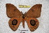  ( - BC-RBP 3622)  @13 [ ] Copyright (2010) Unspecified Research Collection of Ron Brechlin