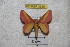  ( - BC-RBP 3639)  @13 [ ] Copyright (2010) Unspecified Research Collection of Ron Brechlin