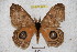  ( - BC-RBP 3645)  @11 [ ] Copyright (2010) Unspecified Research Collection of Ron Brechlin