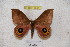  ( - BC-RBP 3647)  @13 [ ] Copyright (2010) Unspecified Research Collection of Ron Brechlin