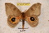  (Automeris tolimaiensis - BC-RBP 3655)  @15 [ ] Copyright (2010) Unspecified Research Collection of Ron Brechlin