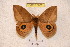  ( - BC-RBP 3658)  @14 [ ] Copyright (2010) Unspecified Research Collection of Ron Brechlin