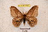  ( - BC-RBP 3668)  @13 [ ] Copyright (2010) Unspecified Research Collection of Ron Brechlin