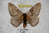  ( - BC-RBP 3745)  @11 [ ] Copyright (2010) Ron Brechlin Research Collection of Ron Brechlin