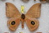  ( - BC-RBP 3677)  @11 [ ] Copyright (2010) Ron Brechlin Research Collection of Ron Brechlin