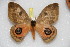  ( - BC-RBP 3693)  @11 [ ] Copyright (2010) Ron Brechlin Research Collection of Ron Brechlin