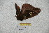  (Dirphiopsis curvilineata - BC-RBP 3836)  @14 [ ] Copyright (2010) Unspecified Research Collection of Ron Brechlin