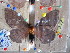  ( - BC-RBP 5020)  @11 [ ] Copyright (2010) Ron Brechlin Research Collection of Ron Brechlin