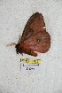  ( - BC-RBP 5065)  @13 [ ] Copyright (2011) Ron Brechlin Research Collection of Ron Brechlin
