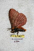  ( - BC-RBP 5082)  @12 [ ] Copyright (2011) Ron Brechlin Research Collection of Ron Brechlin