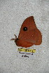  ( - BC-RBP 5089)  @12 [ ] Copyright (2011) Ron Brechlin Research Collection of Ron Brechlin
