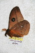  ( - BC-RBP 5100)  @12 [ ] Copyright (2011) Ron Brechlin Research Collection of Ron Brechlin