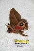  ( - BC-RBP 5102)  @12 [ ] Copyright (2011) Ron Brechlin Research Collection of Ron Brechlin