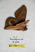  ( - BC-RBP 5103)  @12 [ ] Copyright (2011) Ron Brechlin Research Collection of Ron Brechlin