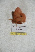  ( - BC-RBP 5190)  @11 [ ] Copyright (2011) Ron Brechlin Research Collection of Ron Brechlin