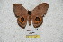  ( - BC-RBP 5244)  @13 [ ] Copyright (2011) Ron Brechlin Research Collection of Ron Brechlin