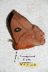  ( - BC-RBP 5245)  @12 [ ] Copyright (2011) Ron Brechlin Research Collection of Ron Brechlin