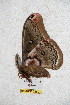  ( - BC-RBP 5259)  @12 [ ] Copyright (2011) Ron Brechlin Research Collection of Ron Brechlin