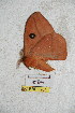  ( - BC-RBP 5264)  @12 [ ] Copyright (2011) Ron Brechlin Research Collection of Ron Brechlin