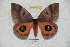  ( - BC-RBP 5300)  @11 [ ] Copyright (2010) Ron Brechlin Research Collection of Ron Brechlin