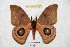  ( - BC-RBP 5310)  @14 [ ] Copyright (2010) Ron Brechlin Research Collection of Ron Brechlin