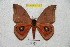  ( - BC-RBP 5312)  @14 [ ] Copyright (2010) Ron Brechlin Research Collection of Ron Brechlin
